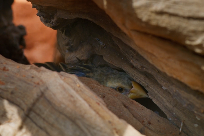 A steppe eagle isn’t quick enough to catch quelea but is quick to spot an opportunity.