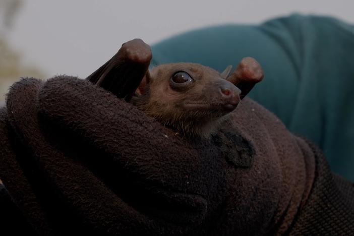 Can bat poop be harvested sustainably?