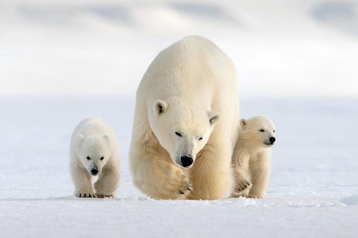 Witness the incredible journey of newborn polar bear cubs as they learn to survive.