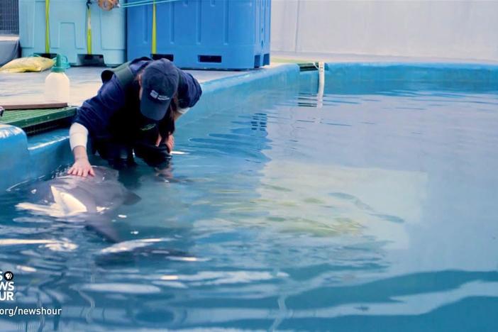 Valerie Kern of Alaska Public Media shares a profile of the woman who led the rare rescue.