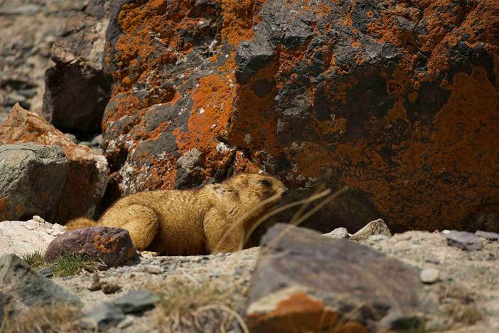 Steve checks camera trackers and finds footage of wolf cubs and a first snow leopard.