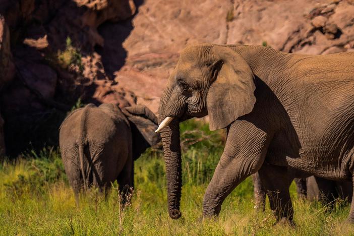 Shannon Diener receives a call informing her that someone has been chased by an elephant.