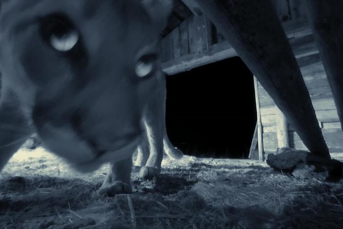 What happened when the crew found mountain lion kills in a deserted ranch.