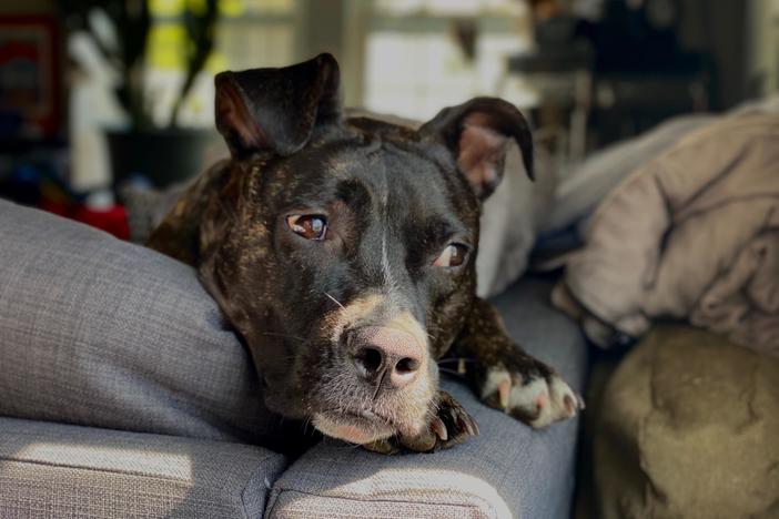 The NewsHour's family of furry friends