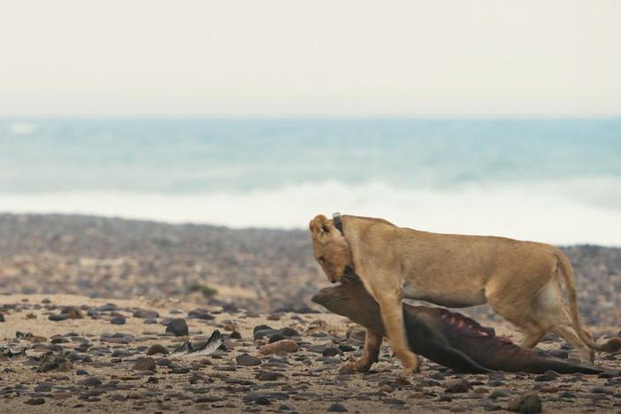 Orphan cubs find their way to the beach, where they discover a new kind of prey: seals.