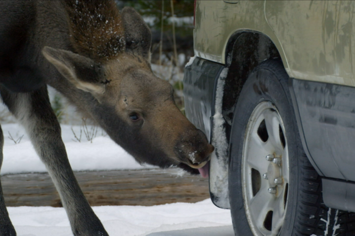 Winter brings icy road conditions and a surprise treat for moose. 