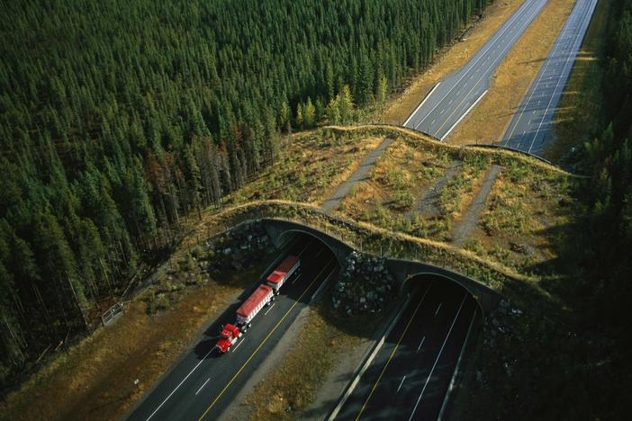 Explore how newly established wildlife corridors offer hope to endangered species.