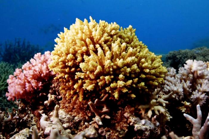 This event contributes to the growth of the largest living structure on Earth.