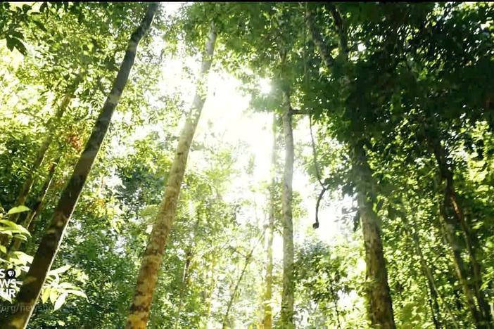 How Brazil nuts are helping protect the Amazon rainforest