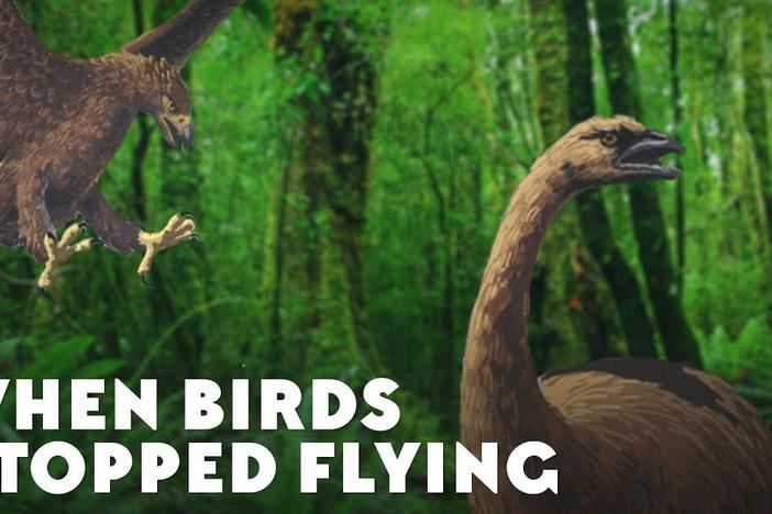 For birds that can't fly, how did Ratites end up all over the world?