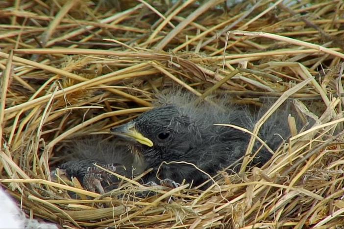 The Andes crew show how they became the first ever to film the white-winged Diuca finch.