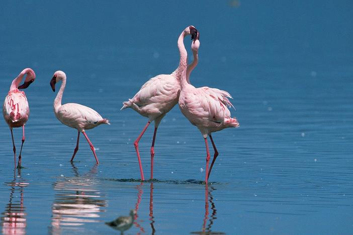 Animals dance, sing, flirt, and compete to find and secure a mate.