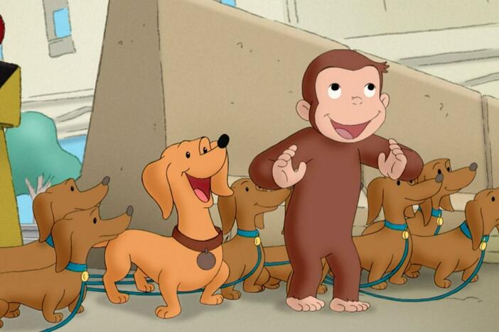 George hosts a carnival in his backyard./George dog-sits a troupe of acrobatic dachshunds.
