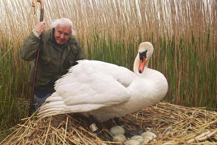 Join Sir David Attenborough to reveal the incredible egg, piece by piece.