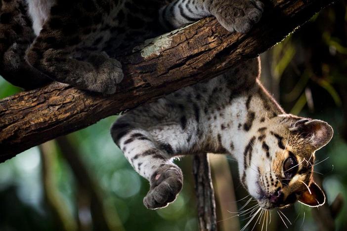 The margay is the tree-climbing champ of the cat world.