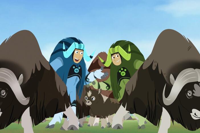 Martin and Chris fend off a pack of wolves with the help of a herd of musk oxen.