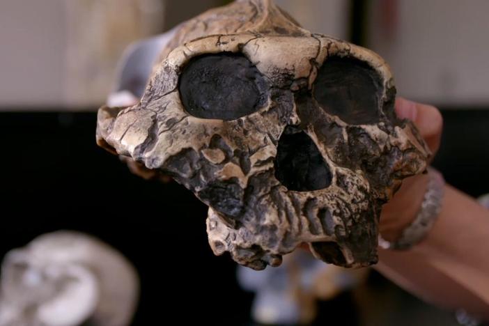 Insects may have provided humans' ancestors with key nutrients.