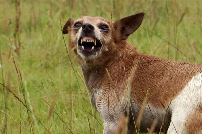Genetics and brain physiology can affect a dog's personality and behavior.