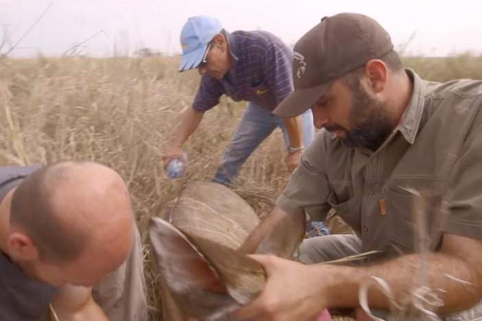 Park vet Rui Branco has a tough first day on the job — chasing lions.