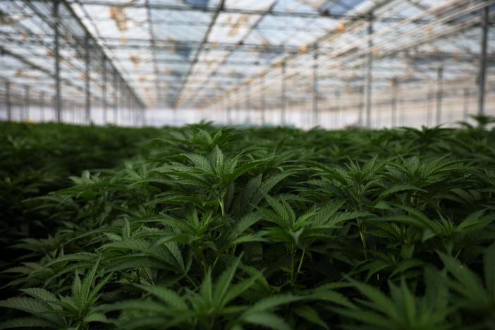 More states are legalizing marijuana sales, but where does federal legislation stand?