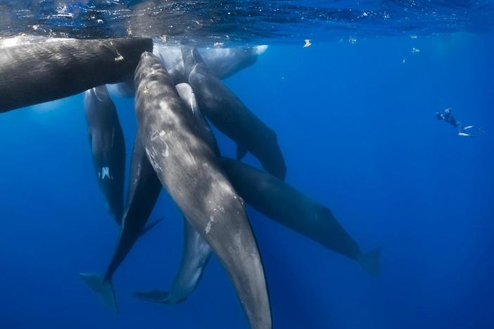 Can you imagine being surrounded by whales?