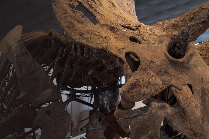 Discover the world of dinosaur fossil collecting, an unusual hobby with a growing market.