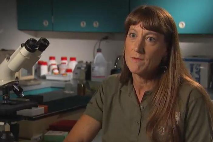 Dr. Terry Roth of the Cincinnati Zoo shares more about the dwindling rhino population.