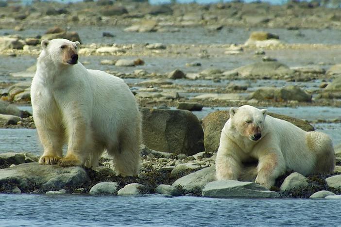 As thousands of belugas arrive, these two polar bears are eager to hunt.