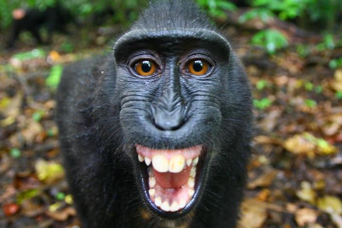 A man’s mission to help save the endearing crested black macaque primates from extinction.