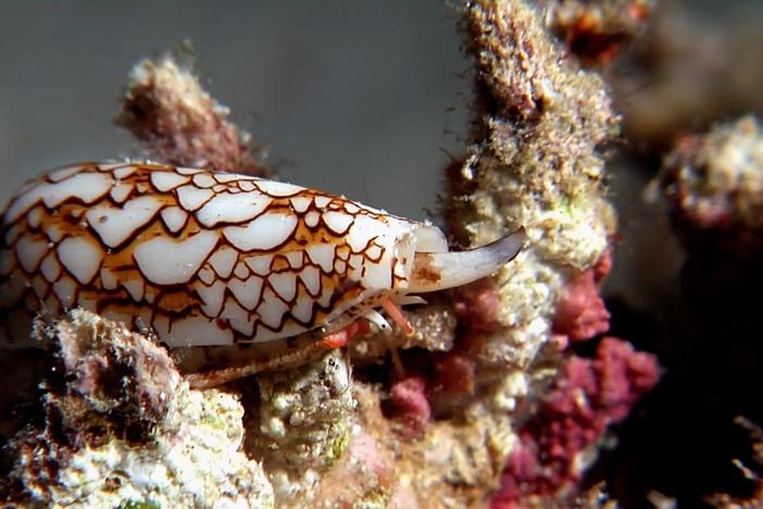 What’s in this snail’s paralyzing venom?