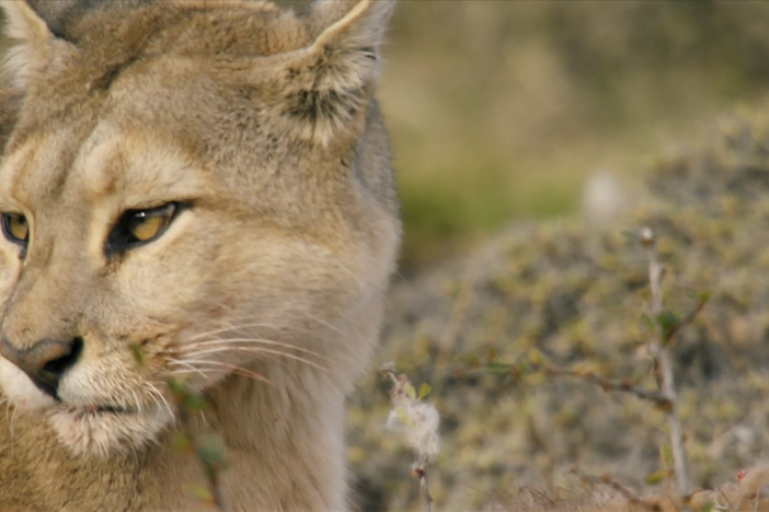 Cazadora, a female puma, stands her ground when a male puma comes back for his kill.