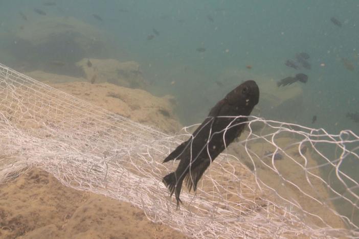 Expert Jay Stauffer explains why the problems of Lake Malawi are a shallow water issue. 