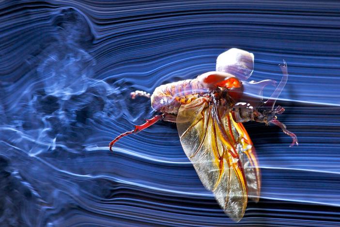 How do the planets strongest flyers push the limits of flight right to the very edge?