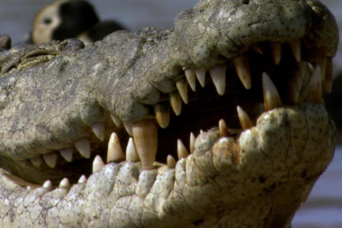 Explore a large population of crocs and forests full of new species.