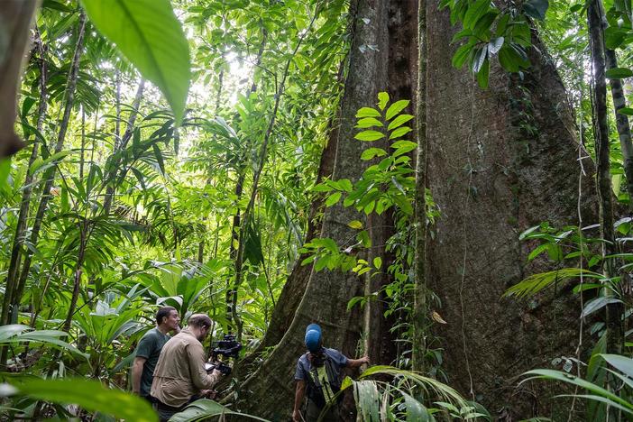 Follow scientists in a quest to understand how complex forest ecosystems can help cool our planet.
