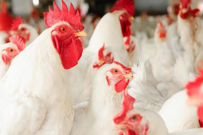 FRONTLINE investigates the spread of dangerous pathogens in our poultry. 