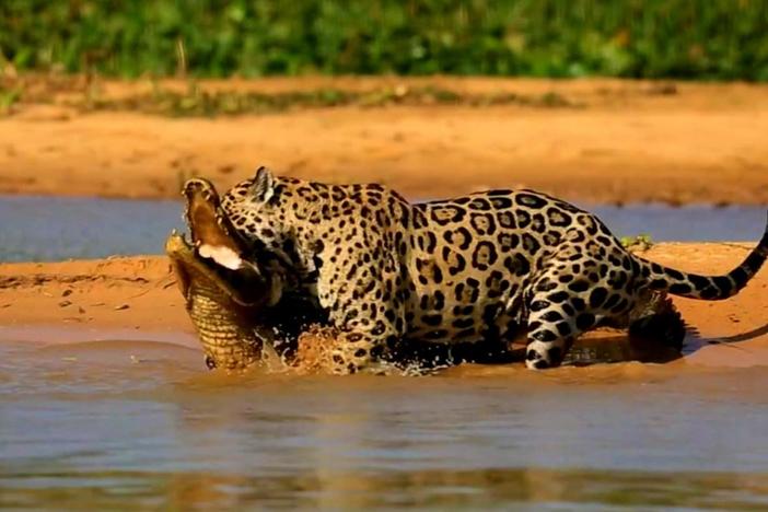 The jaguar's powerful jaws allow it to hunt other apex predators. 
