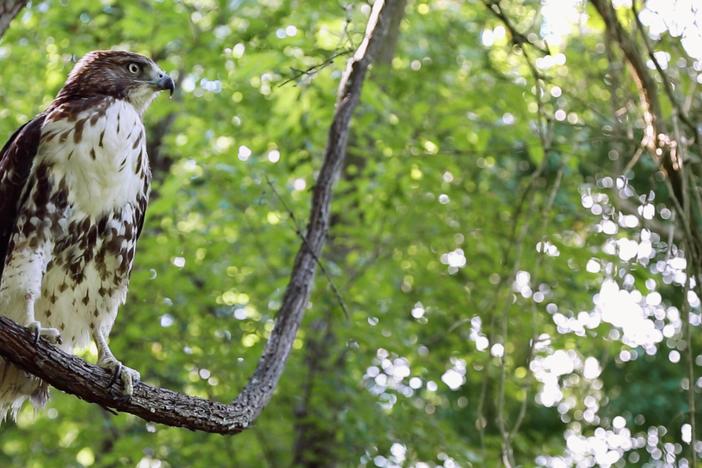 A falconer endeavors to build a bird sanctuary and provide his community opportunities.