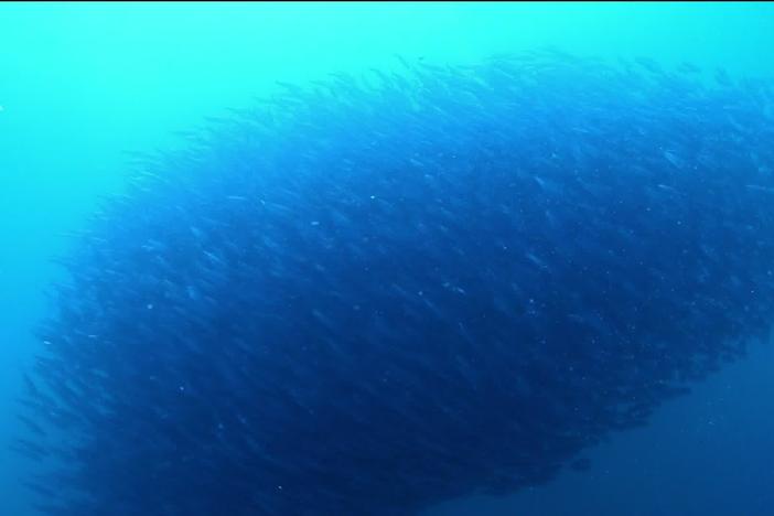 Seasonal sardine migration is a stunning example of defensive collective thinking.