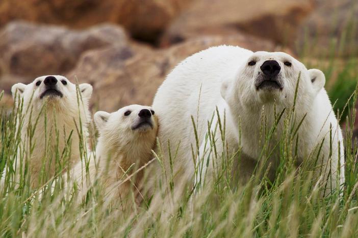 Journey from Canada’s Arctic to the boreal forest and discover how animals survive.