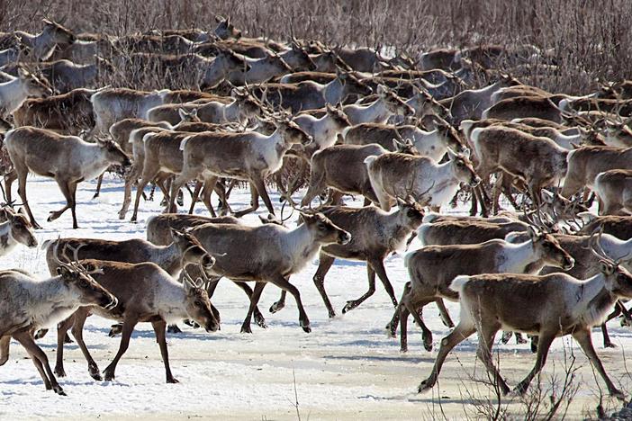 With just 13 days left until they go into labor, this herd still has 180 miles to go.
