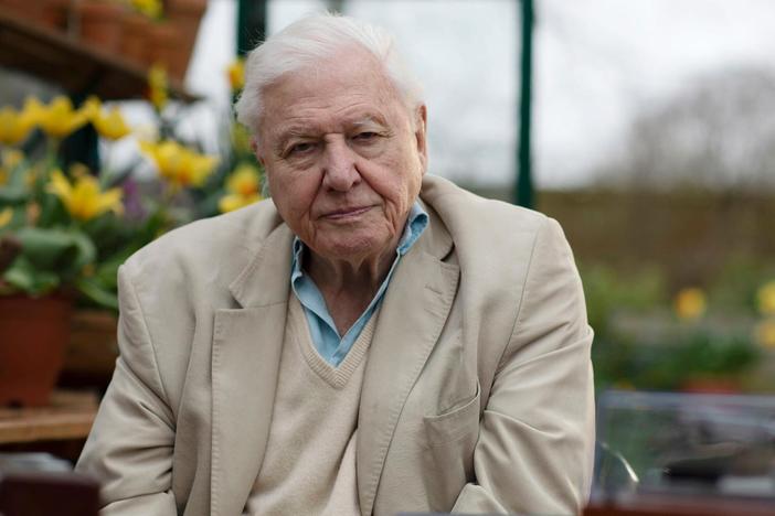 David Attenborough presents seven of the most remarkable animal songs found in nature.