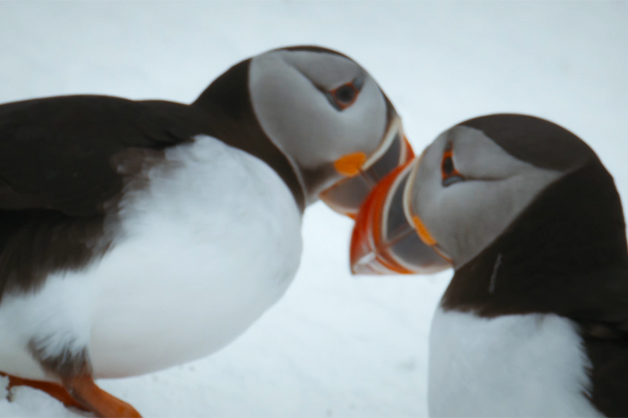 Spy puffin is surrounded by males waiting for their long-lost partners to return.