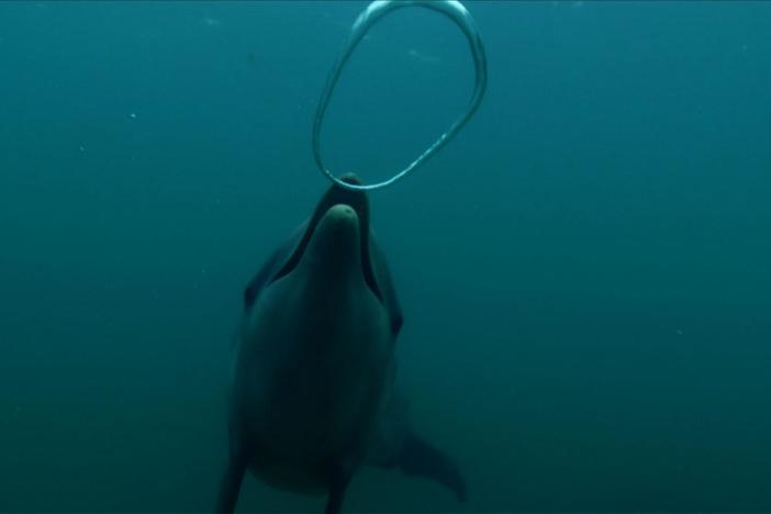 What will dolphins make of the silvery rings of air produced by a bubble machine?