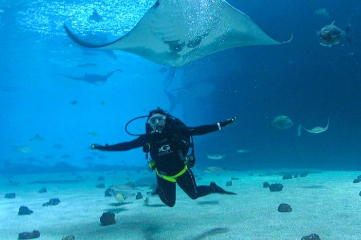 We take a trip beyond the seain downtown Atlanta, with a visit to the Georgia Aquarium. 