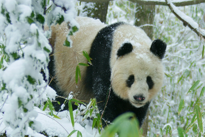 Filmmakers track down one of the rarest sights in nature: a wild panda looking to mate.