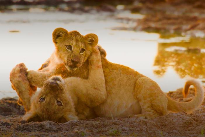 Lions, leopards and cheetah are breeding successfully in the Okavango Delta, Botswana, but how?