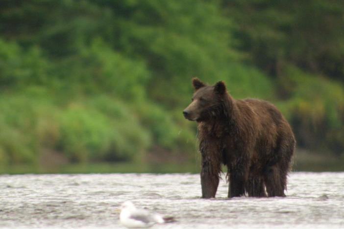 Fortress of the Bears filmmakers recap on the time they spent shooting in Alaska.