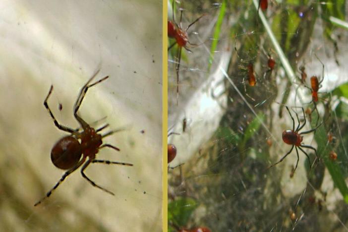 A spider found in the Caribbean and South America build nests more than 20 feet across. 