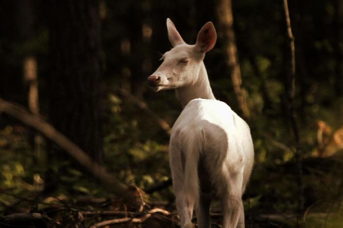 The rare ghost deer are whitetailed deer, colored completely white.